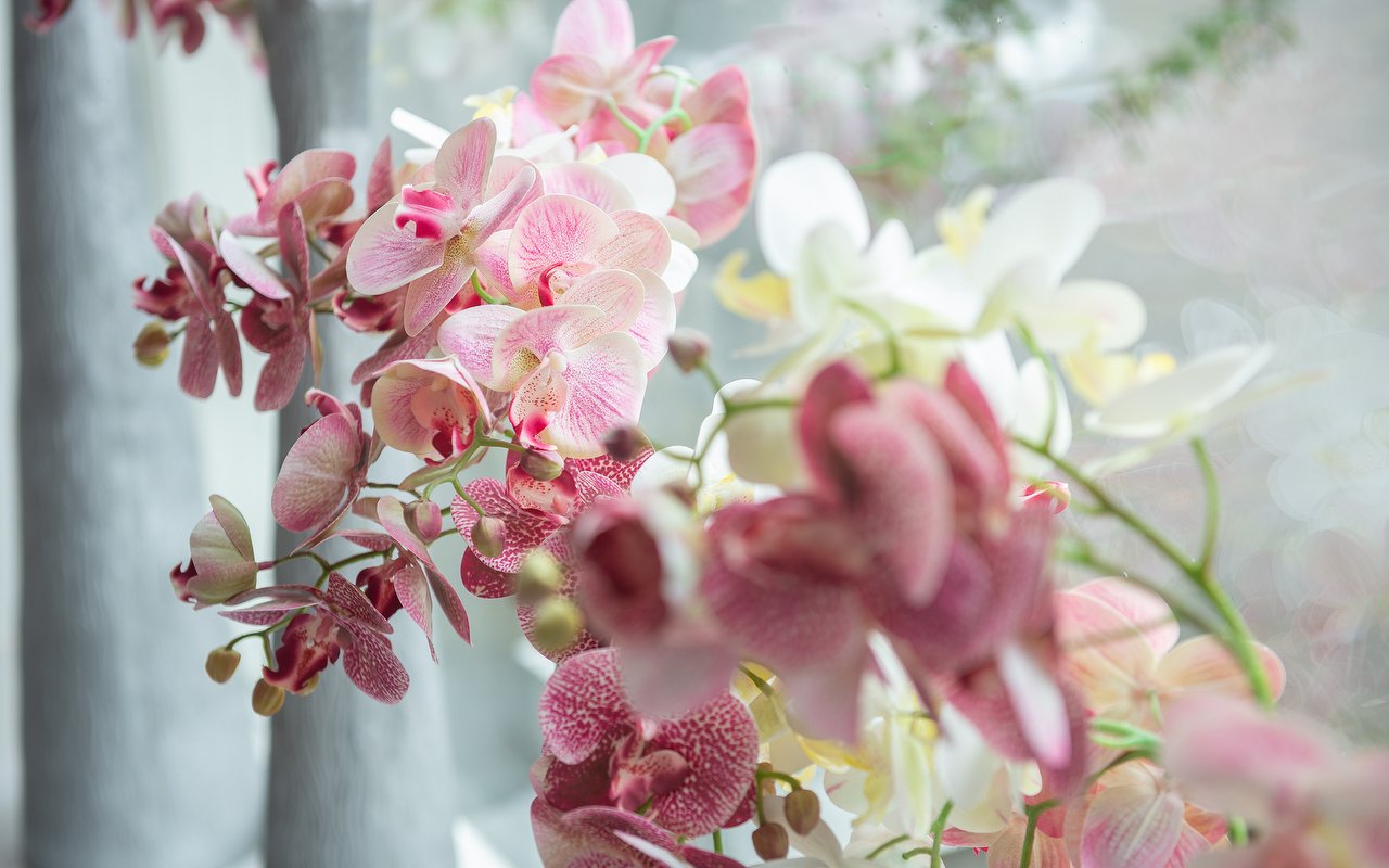 Roze en witte orchideeën in de salon